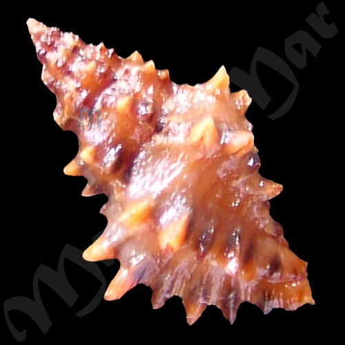 Muricopsis necocheanus (Pilsbry, 1900) - Imagem 2