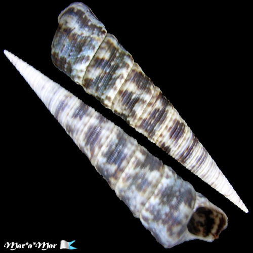 Turritella variegata (L., 1758)