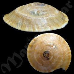 Discotectonica acutissima (Kuroda & Habe, 1961)