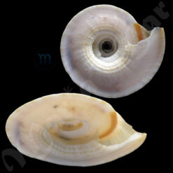 Alternative view of Discotectonica acutissima (Kuroda & Habe, 1961)