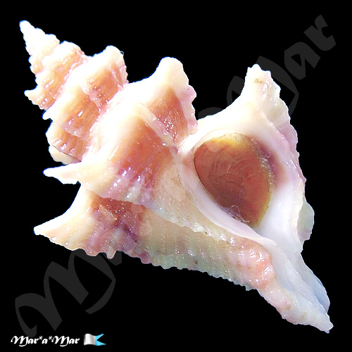 Alternative view of Trophon pelseneeri E.A.Smith, 1915