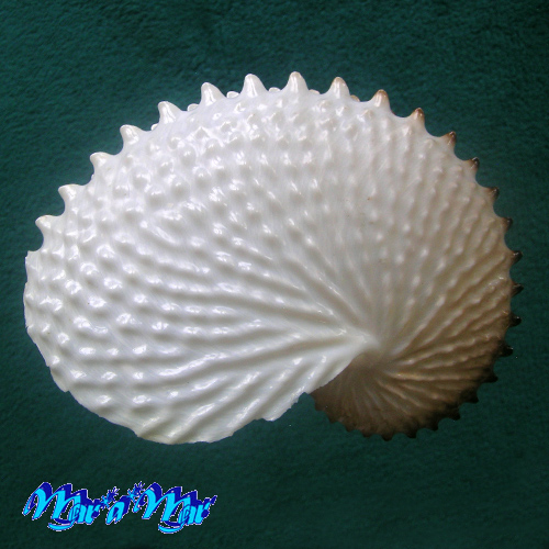 Argonauta nodosa Lightfoot,1786 - Image 2