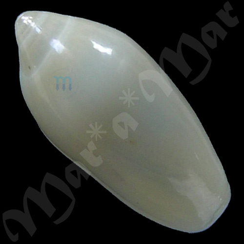 Volvarina sp. - Imagem 2