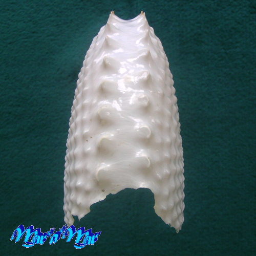 Argonauta nodosa Lightfoot,1786 - Image 3