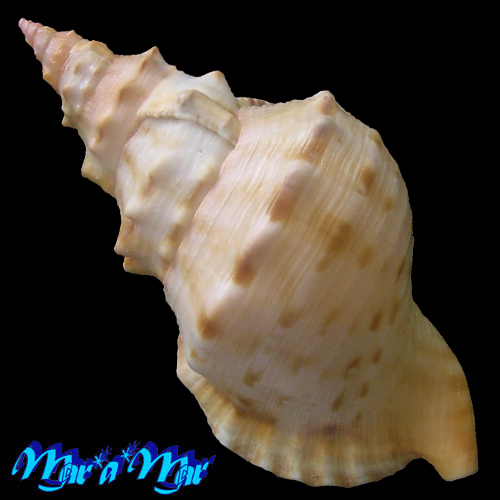 Charonia marylenae Petuch & Berschauer, 2020 - Image 2