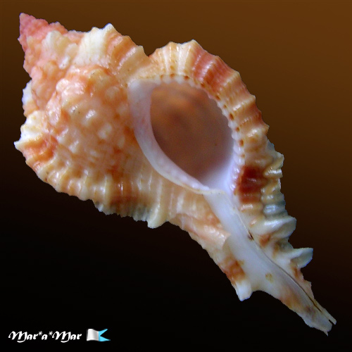 Siratus coltrorum E. Vokes, 1991