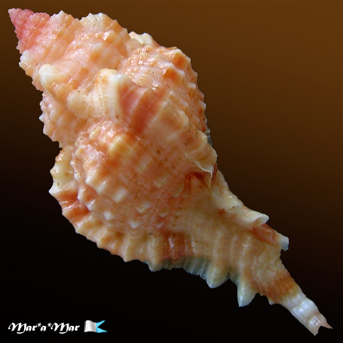 Alternative view of Siratus coltrorum E. Vokes, 1991