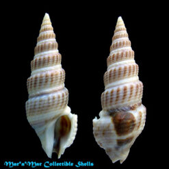 Clathrodrillia gibbosa (Born, 1778)