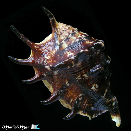 Lambis lambis (Linnaeus, 1758)