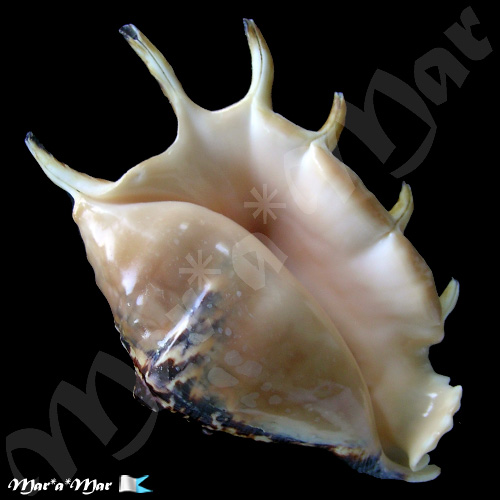 Lambis lambis (Linnaeus, 1758) - Image 2