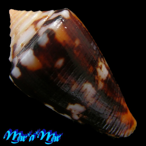 Conus sp. - Imagem 2