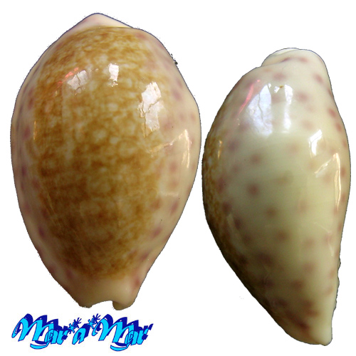 Cypraea chinensis variolaria (Rous, 1905)