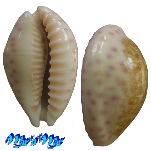 Alternative view of Cypraea chinensis variolaria (Rous, 1905)