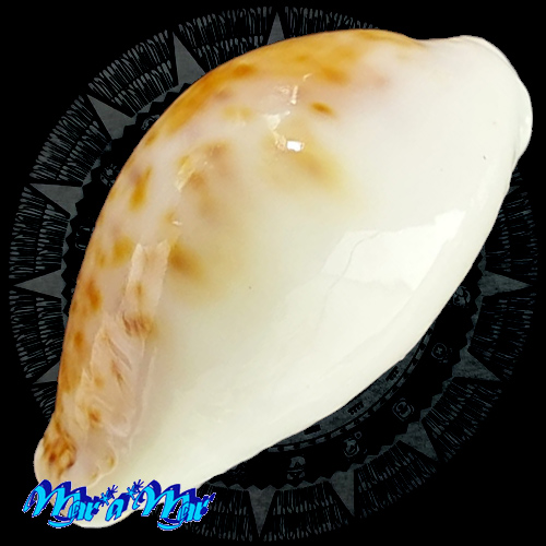 Alternative view of Cypraea acicularis marcuscoltroi (Petuch, 2015)