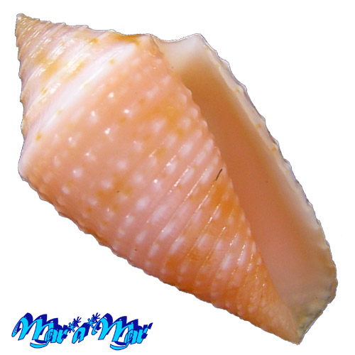 Conus ogum Petuch & Myers, 2014