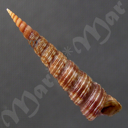 Turritella sp.