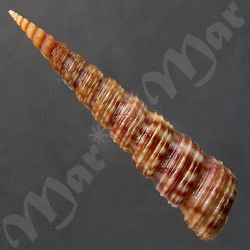 Turritella sp. - Imagem 2