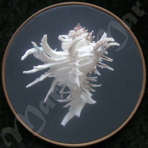 Hexaplex cichoreum (Gmelin, 1791) - Imagem 2
