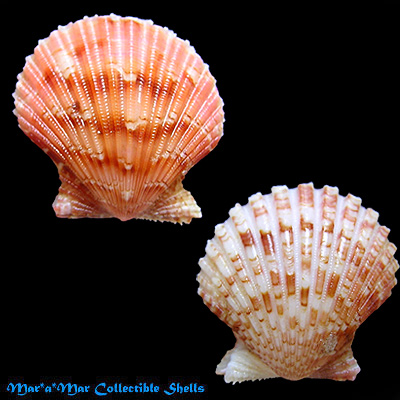 Argopecten noronhensis (E. A. Smith, 1885)