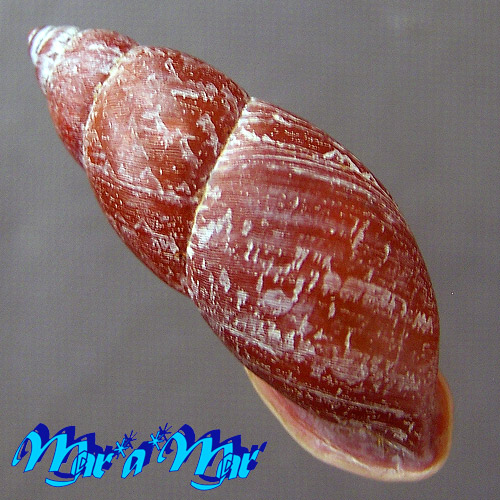 Macrodontes dautzenbergianus Pilsbry, 1898 - Imagem 2