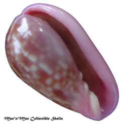 Bullata guerrinii Souza & Covert, 2001