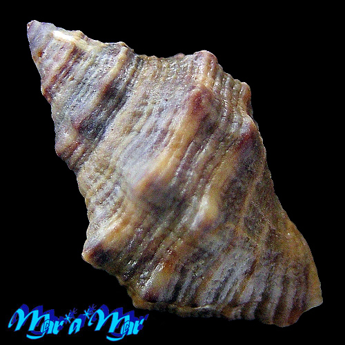 Alternative view of Thais mariae Morretes, 1954