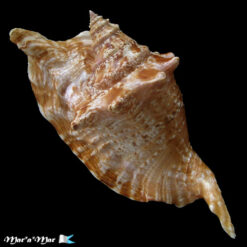 Alternative view of Strombus gallus Linnaeus, 1758