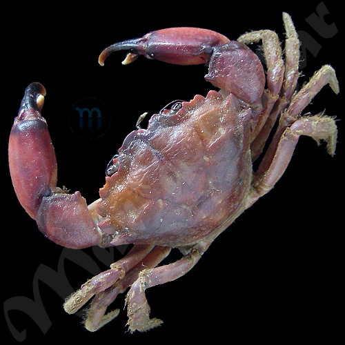 Panopeus herbstii H. Milne Edwards, 1834