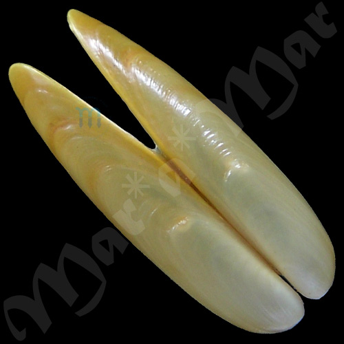 Lithophaga cf. antillarum (d’Orbigny, 1842)