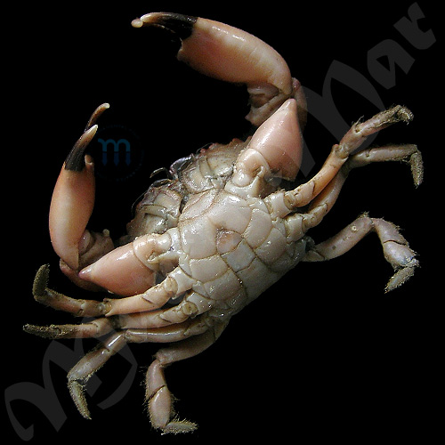 Panopeus herbstii H. Milne Edwards, 1834 - Image 2