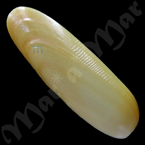 Lithophaga cf. antillarum (d’Orbigny, 1842) - Image 2