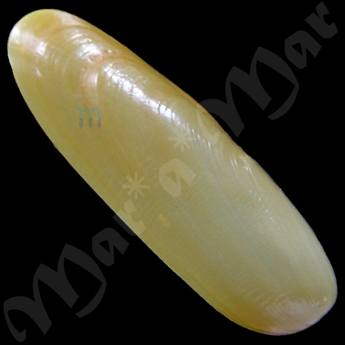 Lithophaga cf. antillarum (d’Orbigny, 1842) - Image 3