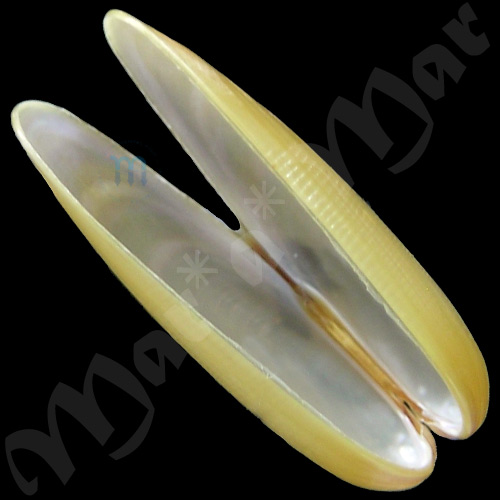 Lithophaga cf. antillarum (d’Orbigny, 1842) - Image 4