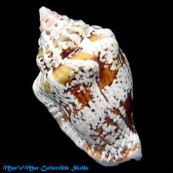 Strombus mutabilis Swainson, 1821