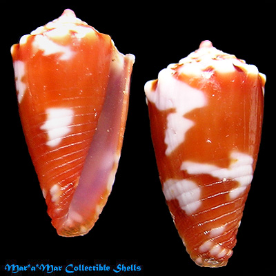 Conus delucai Coltro, 2004