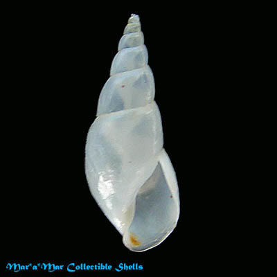 Melanella intermedia (Cantraine, 1853)