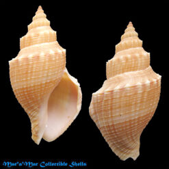 Pleurotomella cf. aguayoi (Carcelles, 1953)*