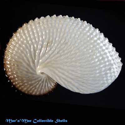 Argonauta nodosa Lightfoot,1786