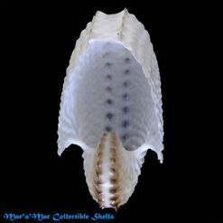 Alternative view of Argonauta nodosa Lightfoot,1786