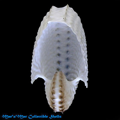 Argonauta nodosa Lightfoot,1786 - Image 2