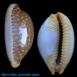Staphylaea (Cypraea) semiplota Mighels J.W., 1845