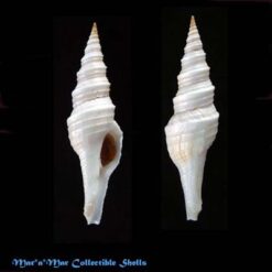 Polystira coltrorum Petuch, 1993*
