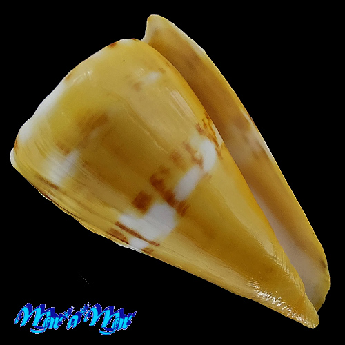 Conus riosi Petuch, 1986