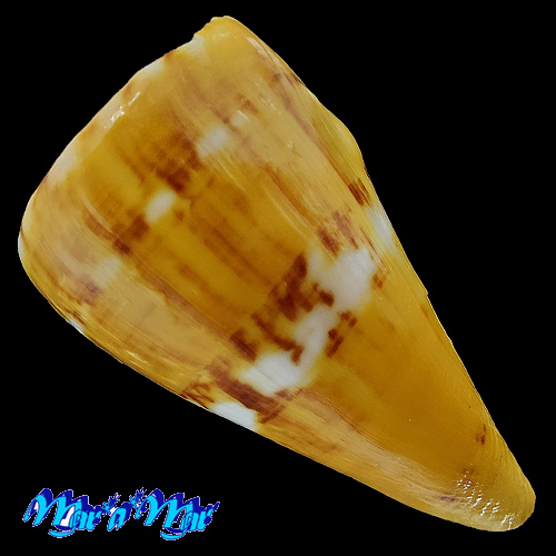 Alternative view of Conus riosi Petuch, 1986