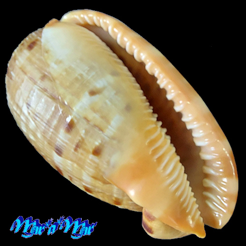 Cypraeacassis testiculus (Linnaeus, 1758)