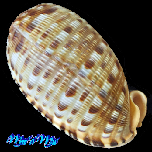 Alternative view of Cypraeacassis testiculus (Linnaeus, 1758)