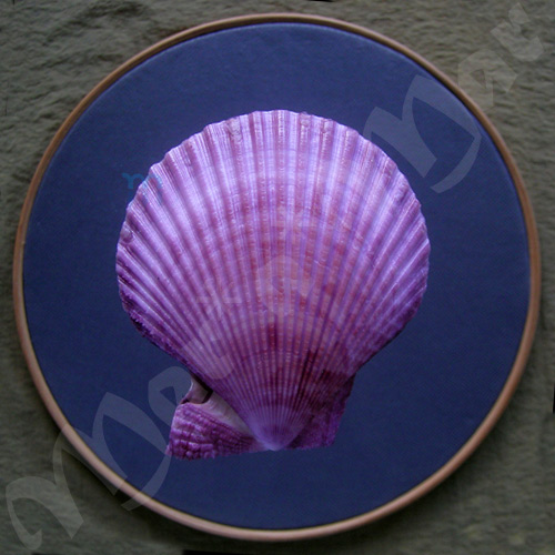 Mimachlamys sanguinea (Linné, 1758) - Imagem 2