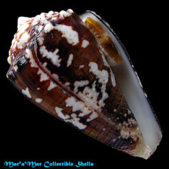 Conus regius Gmelin, 1791