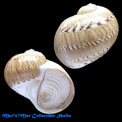 Natica canrena (Linnaeus, 1758)* - Imagem 2