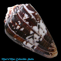 Conus regius Gmelin, 1791 - Imagem 2